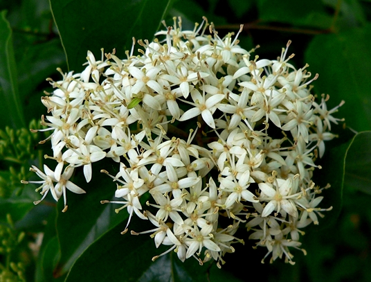 {Cornus stricta}